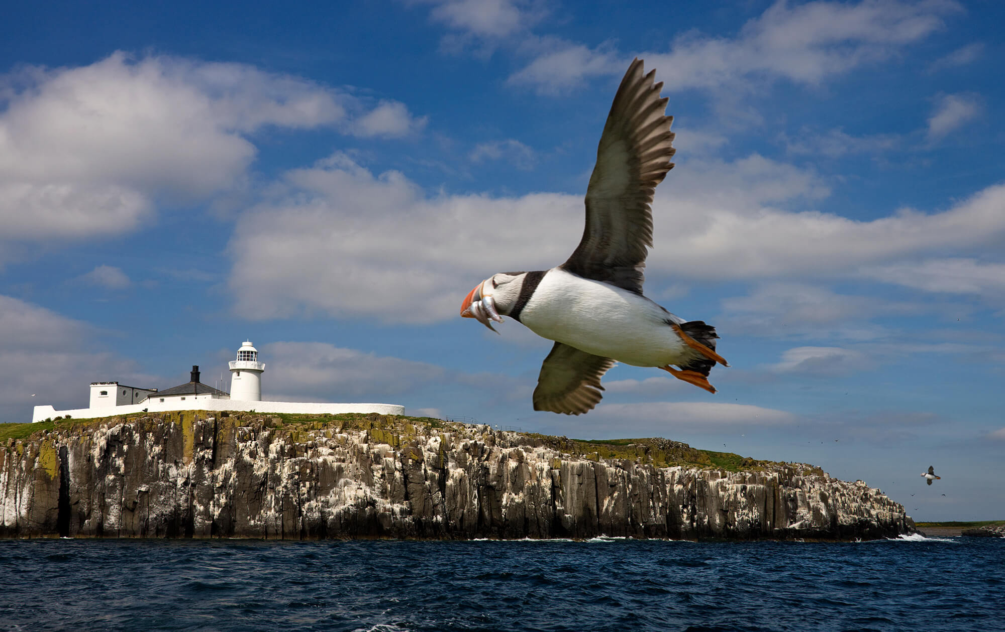 Farne Islands